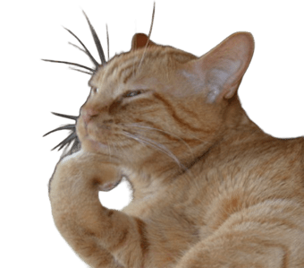 Me, the orange cat, countable braincells